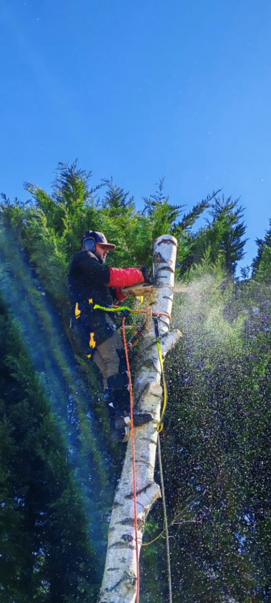 taille et coupe d'un arbre par un paysagiste