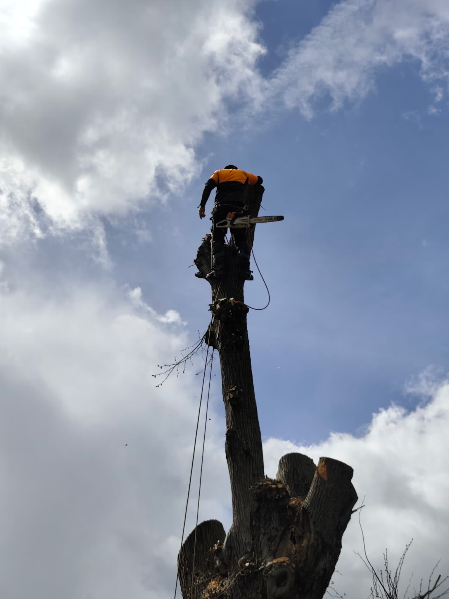 elagage d'un arbres en hauteur